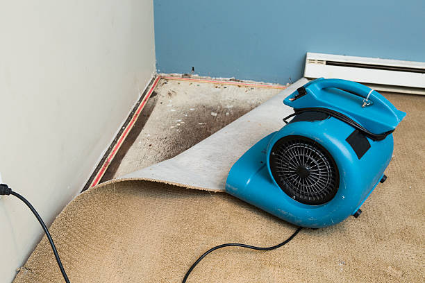 Best Local water damage restoration  in Melrose, MN